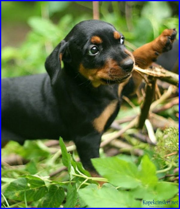 PDU ® Alman Pinscher Özellikleri Alman Pinscher Bakımı ve Resimleri