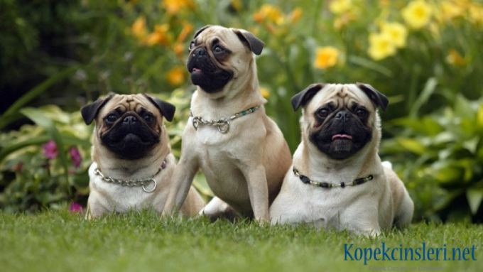 En Popüler Köpek Cinsleri Nelerdir? 