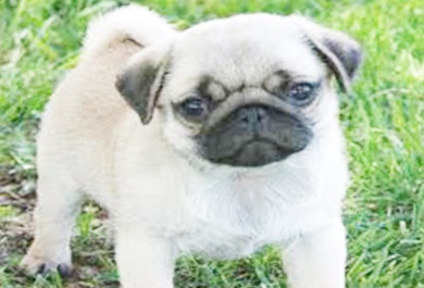 pug-kopek-resim | Köpek Cinsleri