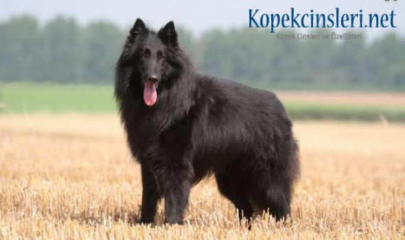 Belçika Çoban Köpeği Özellikleri ve Bakımı 