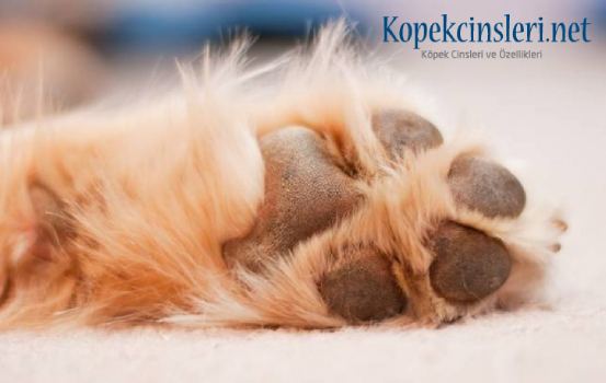 Köpekler Terler Mi? Terleme Hakkında Bilinmesi Gerekenler 