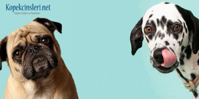 Köpekler Terler Mi? Terleme Hakkında Bilinmesi Gerekenler 