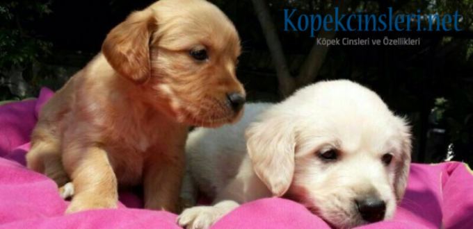 Yavru Köpeklerin Cinsiyeti Nasıl Anlaşılır? 