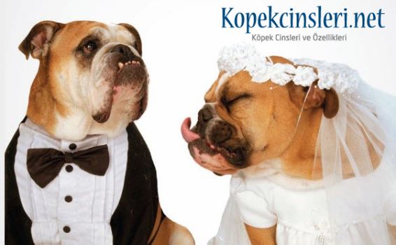 Yavru Köpeklerin Cinsiyeti Nasıl Anlaşılır? 