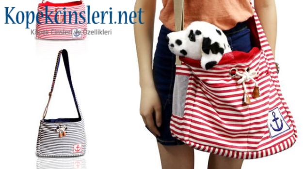 Köpek Sahiplerinin İlginç Huyları Köpek Sahiplerinin İlginç Huyları