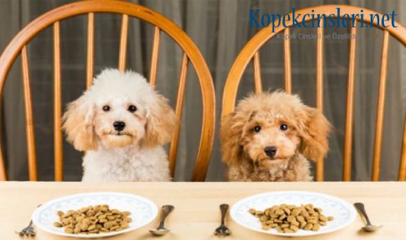 Köpek Sahiplerinin İlginç Huyları Köpek Sahiplerinin İlginç Huyları