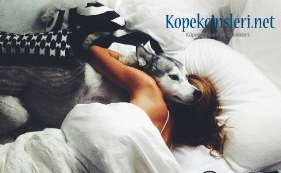 Köpek Sahiplerinin İlginç Huyları Köpek Sahiplerinin İlginç Huyları