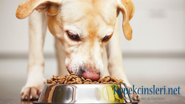 Köpek Sahiplerinin İlginç Huyları Köpek Sahiplerinin İlginç Huyları