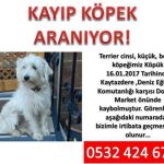 Kayıp köpeğimizi arıyoruz 