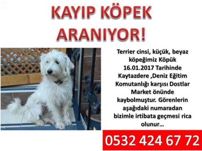 Kayıp köpeğimizi arıyoruz 