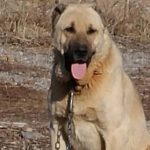 KanGal YavRusu 