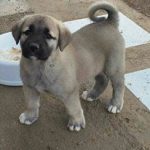 KanGal YavRusu 