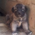 KanGal YavRusu 