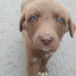 Bilinmeyen köpek cinsi 