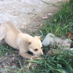 Köpek cinsi 