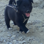 Bu kopegin cinsi ne? 