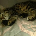 kayıp kedi 