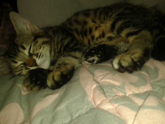 kayıp kedi 