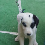 Bu köpeğin cinsi nedir? 