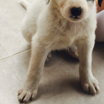 Bu köpeğin cinsi nedir? 
