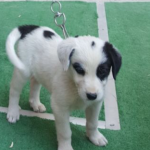 Bu köpeğin cinsi nedir? 