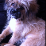 shihtzu pomerian mix 9 aylık tüm aşıları yapıldı 