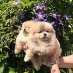 ORJİNAL TEDDY BEAR POMERANİAN BOO 