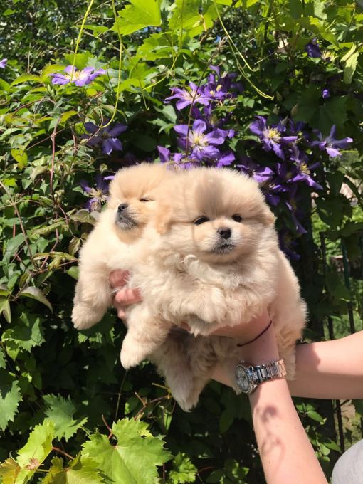 ORJİNAL TEDDY BEAR POMERANİAN BOO 