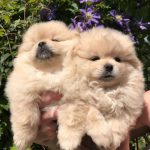 ORJİNAL TEDDY BEAR POMERANİAN BOO 