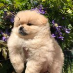 ORJİNAL TEDDY BEAR POMERANİAN BOO 