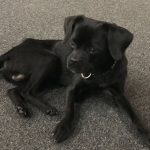 Siyah renkli köpek 