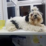 SİHİH TZU DİŞİ YAVRU 