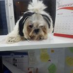 SİHİH TZU DİŞİ YAVRU 