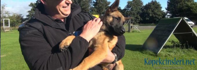 Alman Kurdu Yavrusu Özellikleri Bakımı  