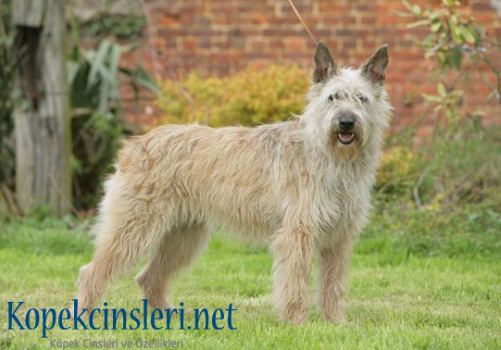 Bouvier des Ardennes Köpek Cinsi Özellikleri Ve Bakımı 