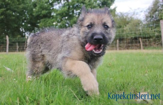 Bouvier des Ardennes Köpek Cinsi Özellikleri Ve Bakımı 
