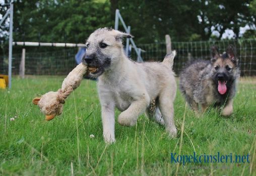 Bouvier des Ardennes Köpek Cinsi Özellikleri Ve Bakımı 