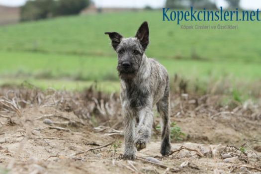 Bouvier des Ardennes Köpek Cinsi Özellikleri Ve Bakımı 
