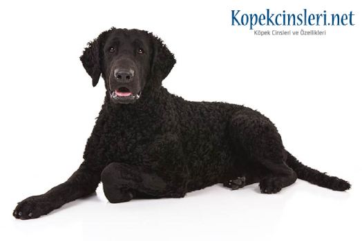 Curly Coated Retriever Özellikleri Ve Bakımı 