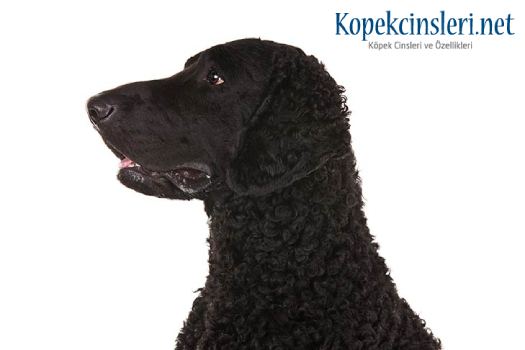 Curly Coated Retriever Özellikleri Ve Bakımı 