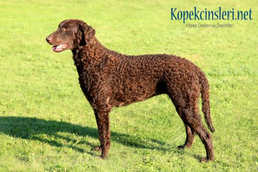 Curly Coated Retriever Özellikleri Ve Bakımı 