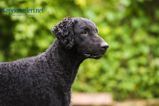 Curly Coated Retriever Özellikleri Ve Bakımı 