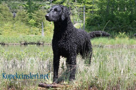 Curly Coated Retriever Özellikleri Ve Bakımı 