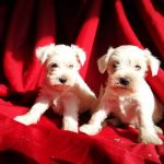 Satılık Minyatür Schnauzer yavrusu 