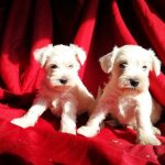Satılık Minyatür Schnauzer yavrusu 
