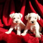 Satılık Minyatür Schnauzer yavrusu 