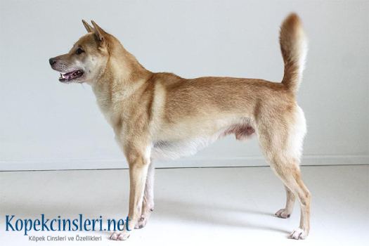 Kyüshü Köpeği Özellikleri ve Bakımı - Kyüshü Hakkında Her Şey Kyüshü Köpeği Özellikleri ve Bakımı - Kyüshü Hakkında Her Şey