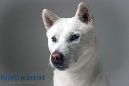Kyüshü Köpeği Özellikleri ve Bakımı - Kyüshü Hakkında Her Şey Kyüshü Köpeği Özellikleri ve Bakımı - Kyüshü Hakkında Her Şey