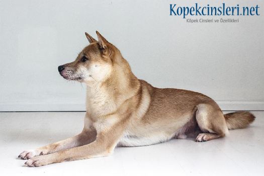 Kyüshü Köpeği Özellikleri ve Bakımı - Kyüshü Hakkında Her Şey Kyüshü Köpeği Özellikleri ve Bakımı - Kyüshü Hakkında Her Şey