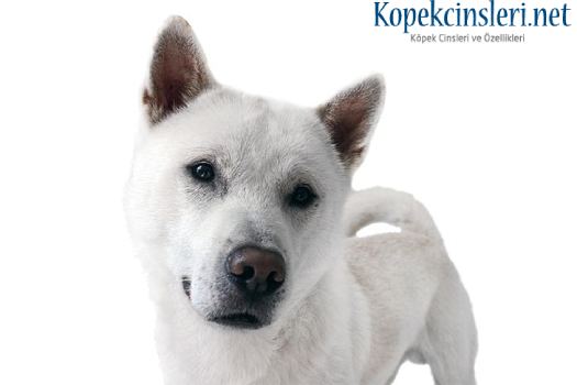 Kyüshü Köpeği Özellikleri ve Bakımı - Kyüshü Hakkında Her Şey Kyüshü Köpeği Özellikleri ve Bakımı - Kyüshü Hakkında Her Şey